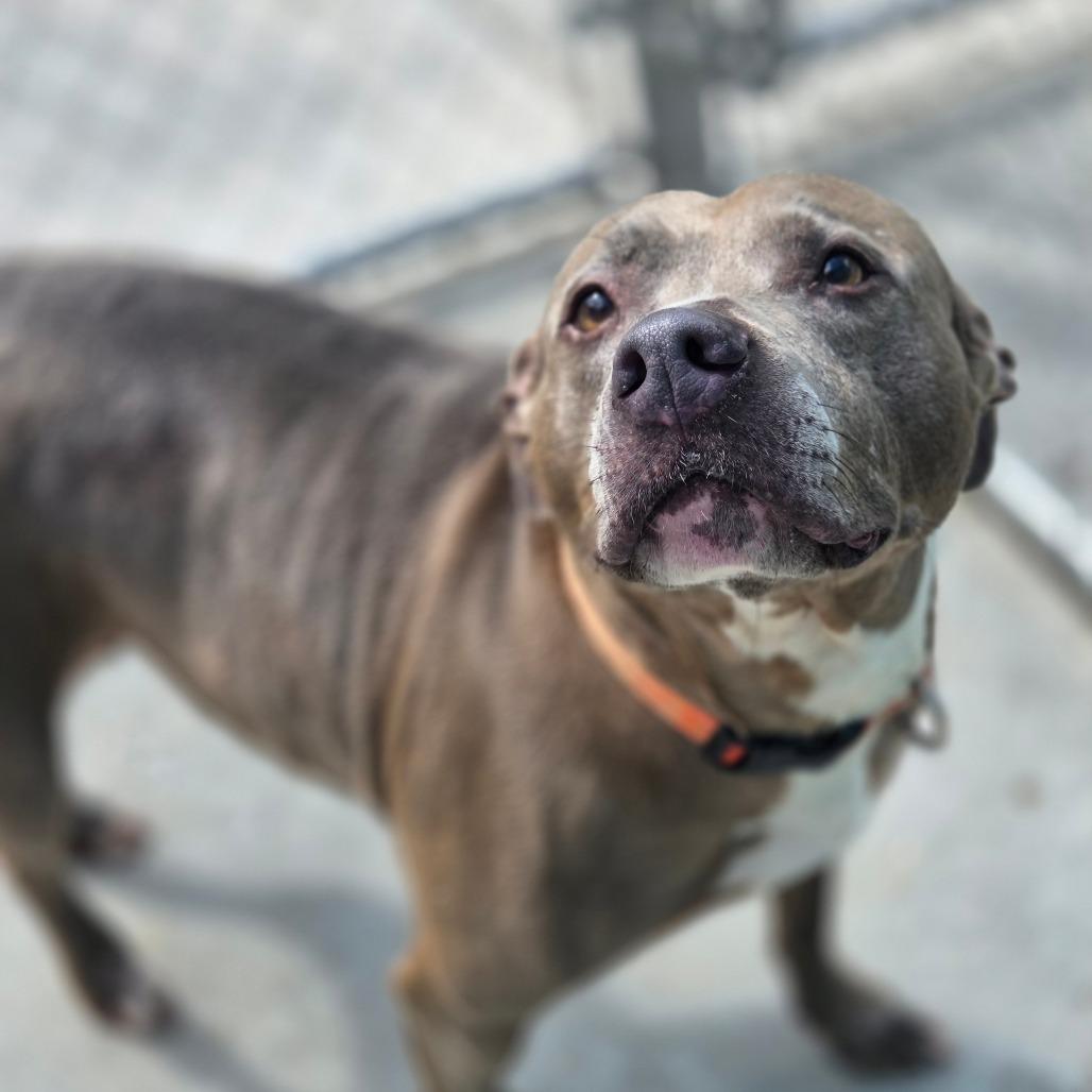 Lila, Adoptable, Senior Female Mixed Breed.