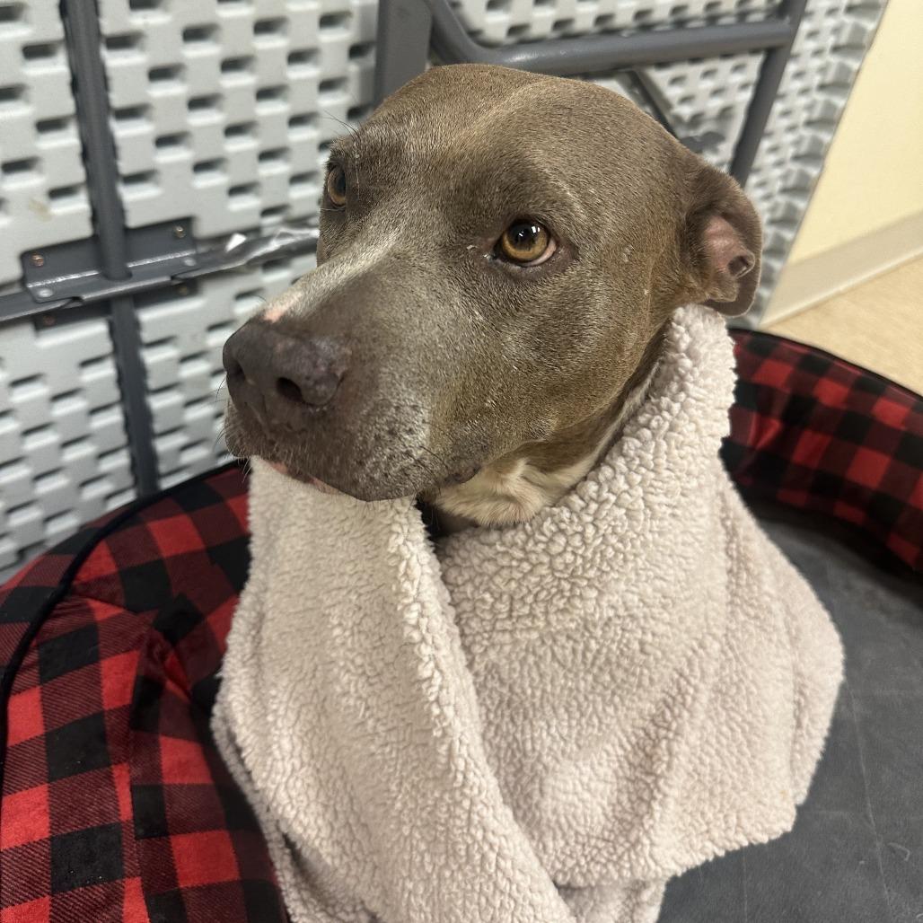 Lila, a Adoptable Mixed Breed in Red House, WV image 1/2