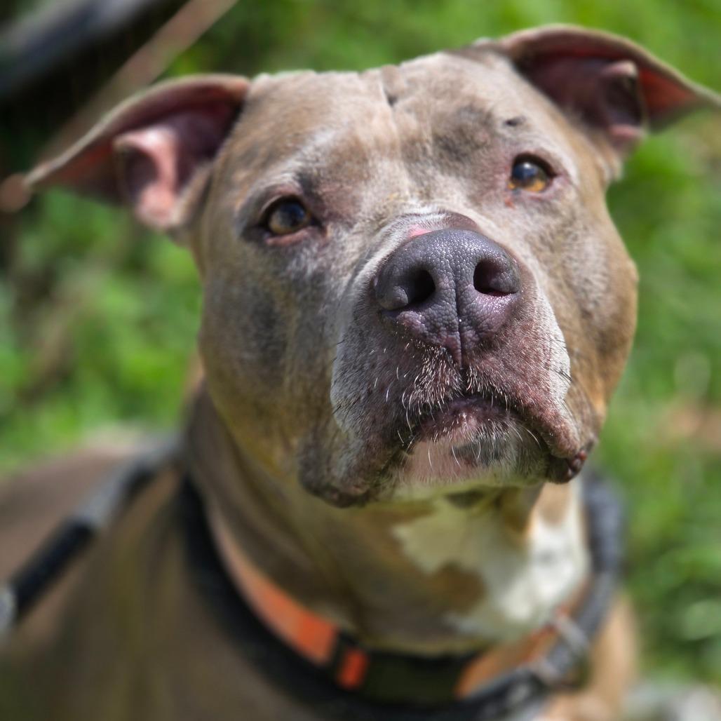 Enlarge Lila, a Adoptable Mixed Breed in Red House, WV image 3/4