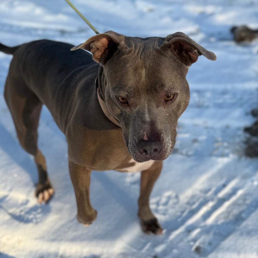 Lila, a Adoptable Mixed Breed in Red House, WV image 2/2