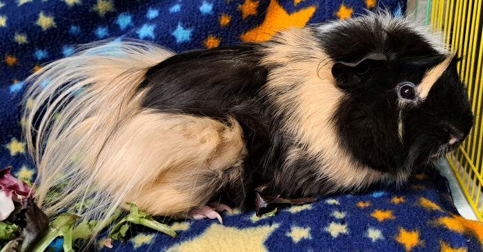 Enlarge Jagger, an adoptable Abyssinian in Gary, IN image 2/4