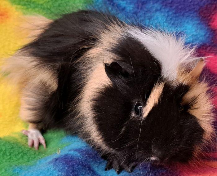 Enlarge Jagger, a ADOPTABLE Abyssinian in Gary, IN image 2/5