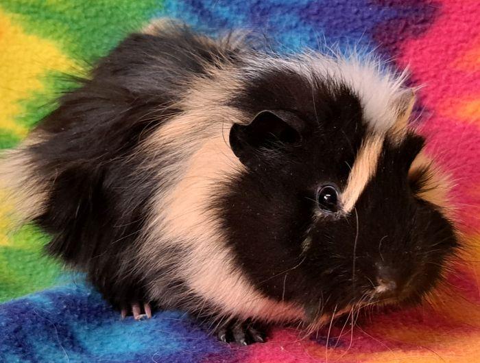 Enlarge Jagger, a ADOPTABLE Abyssinian in Gary, IN image 3/5