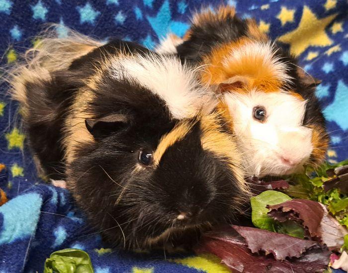 Enlarge Jagger, an adoptable Abyssinian in Gary, IN image 1/4