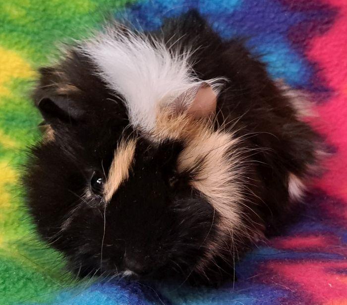 Enlarge Jagger, a ADOPTABLE Abyssinian in Gary, IN image 5/5