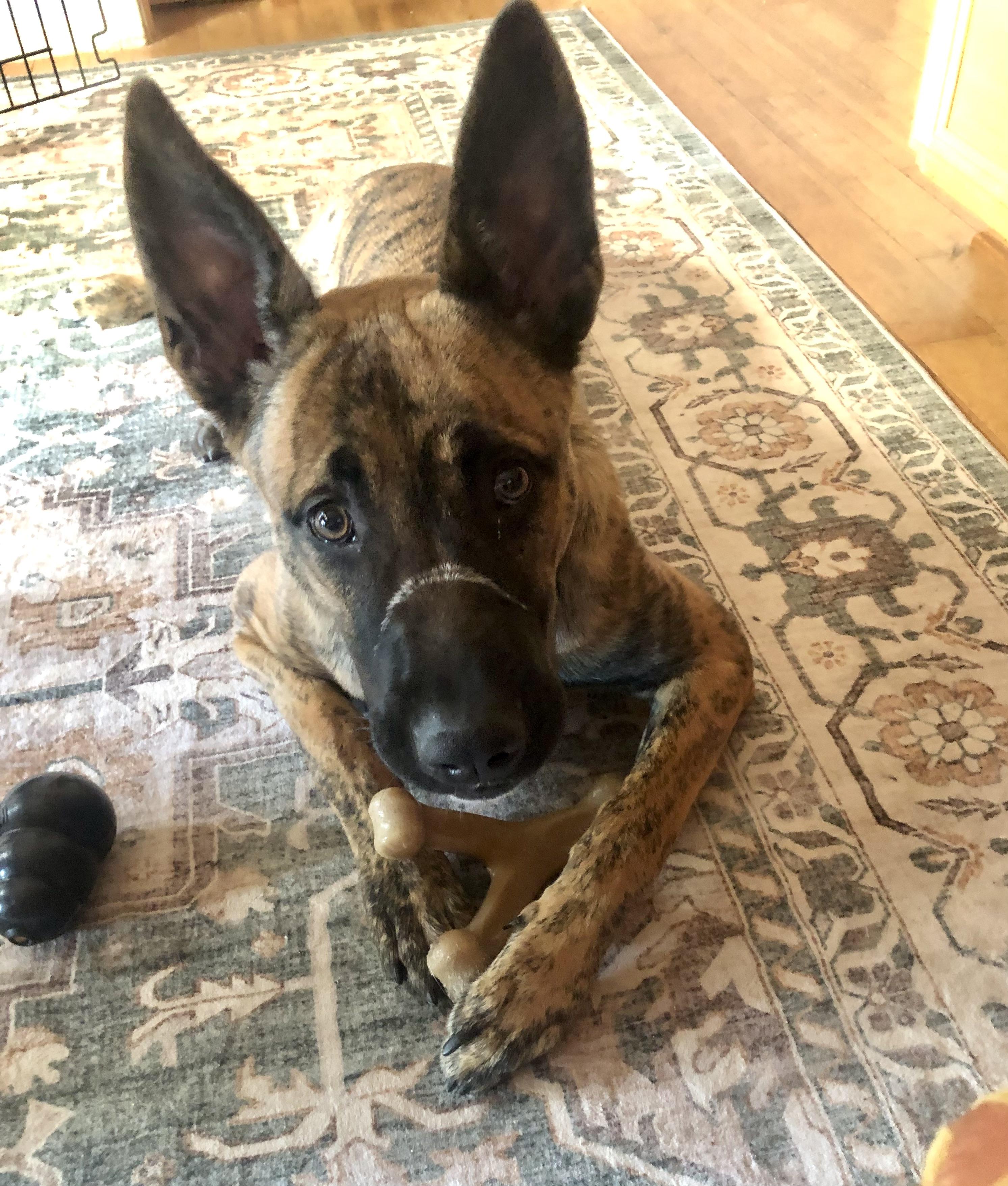 Enlarge FIDO, a Adoptable Shepherd in Thousand Oaks, CA image 6/6