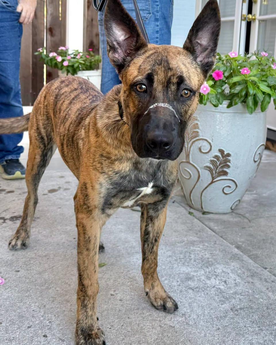 Enlarge FIDO, a Adoptable Shepherd in Thousand Oaks, CA image 2/6