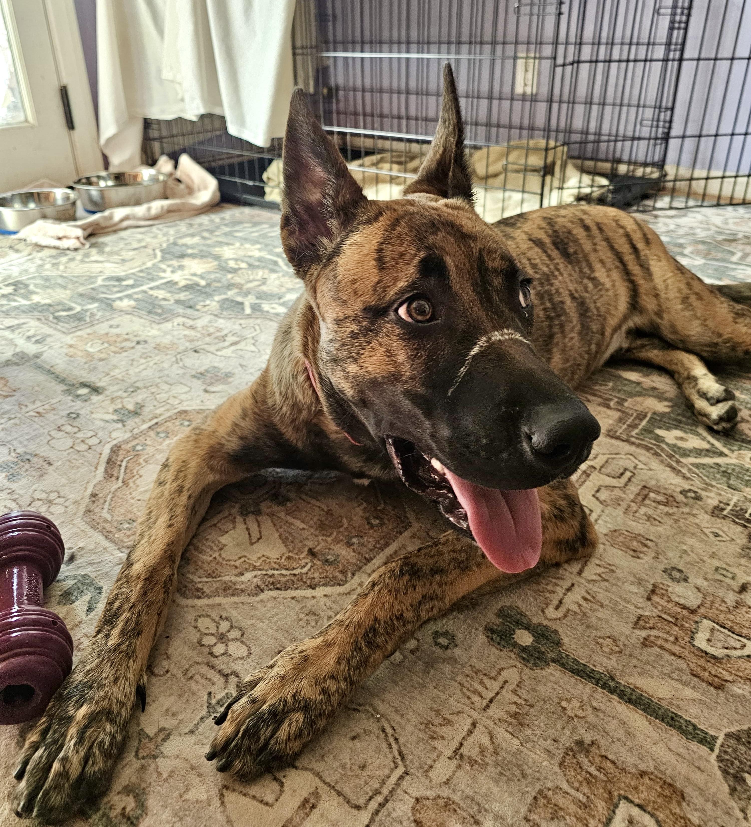 Enlarge FIDO, a Adoptable Shepherd in Thousand Oaks, CA image 5/6