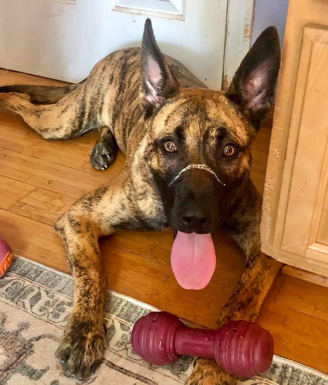 Enlarge FIDO, a Adoptable Shepherd in Thousand Oaks, CA image 1/6