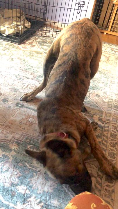 Enlarge FIDO, a Adoptable Shepherd in Thousand Oaks, CA video 3/6