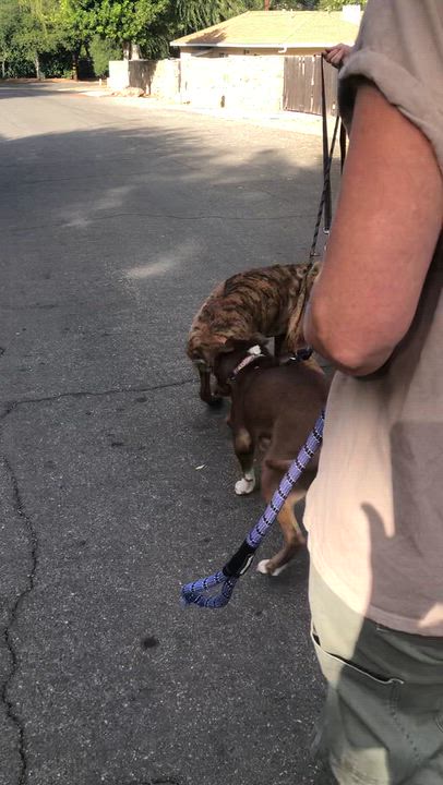 Enlarge FIDO, a Adoptable Shepherd in Thousand Oaks, CA video 4/6