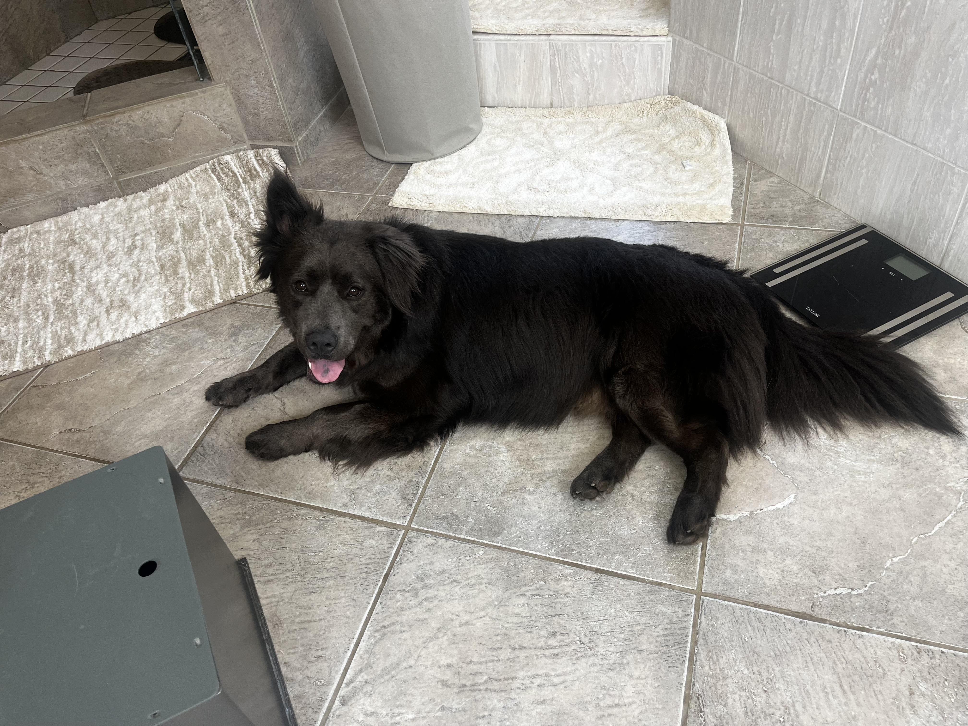 Baldur, Adoptable, Adult Male Chow Chow.
