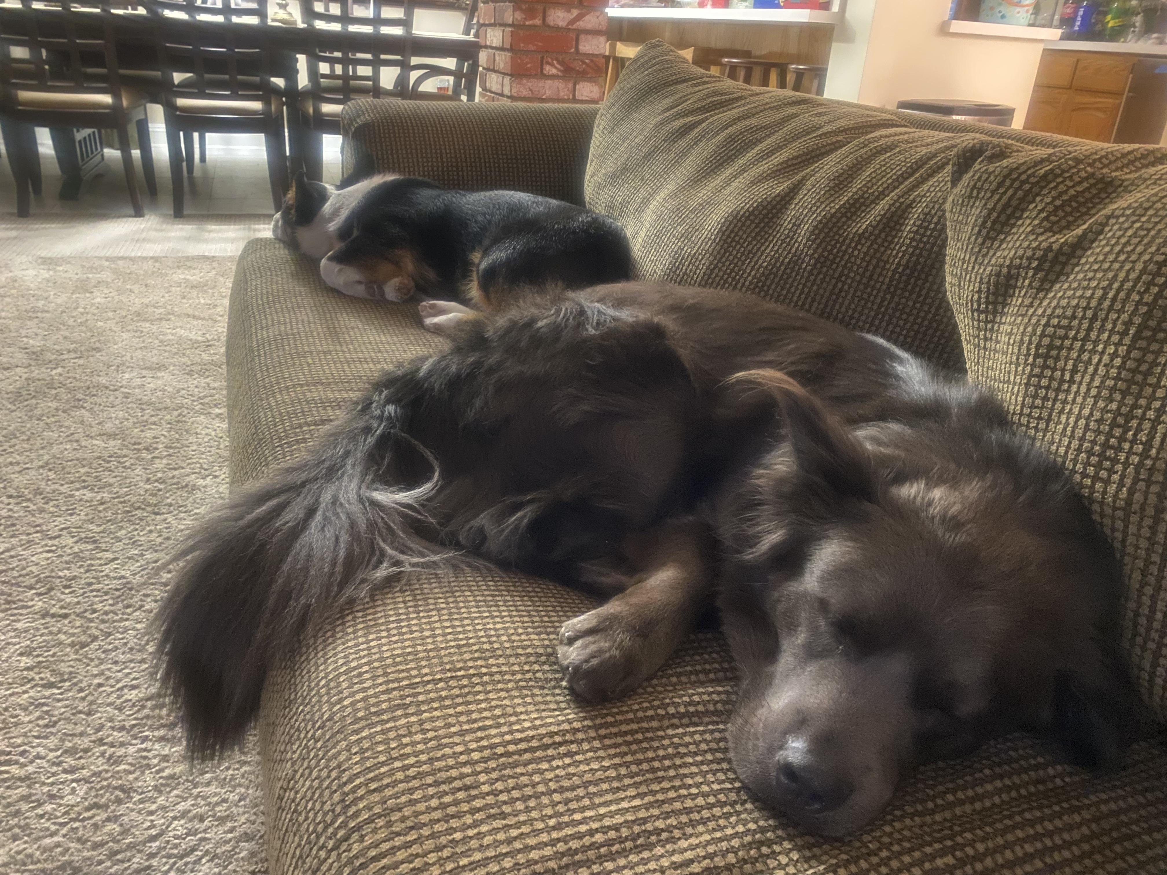 Baldur, a Adoptable mixed breed in Yukon, OK image 2/3