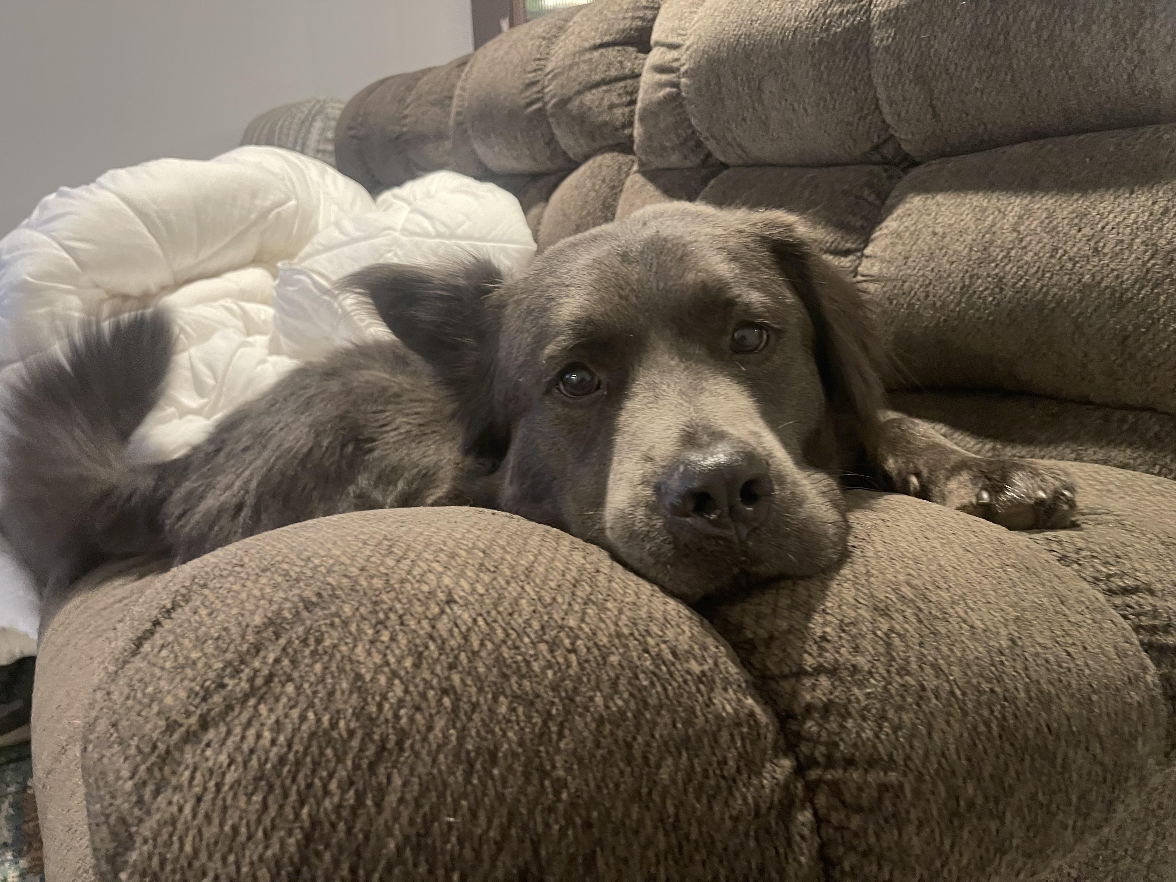Baldur, a Adoptable mixed breed in Yukon, OK image 3/3