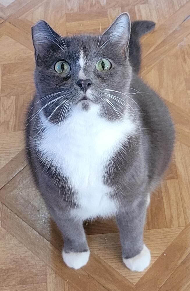 Sophie, Adoptable, Adult Female Domestic Short Hair.