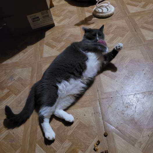 Sophie, a Adoptable Domestic Short Hair in Saint Augustine, FL image 2/2