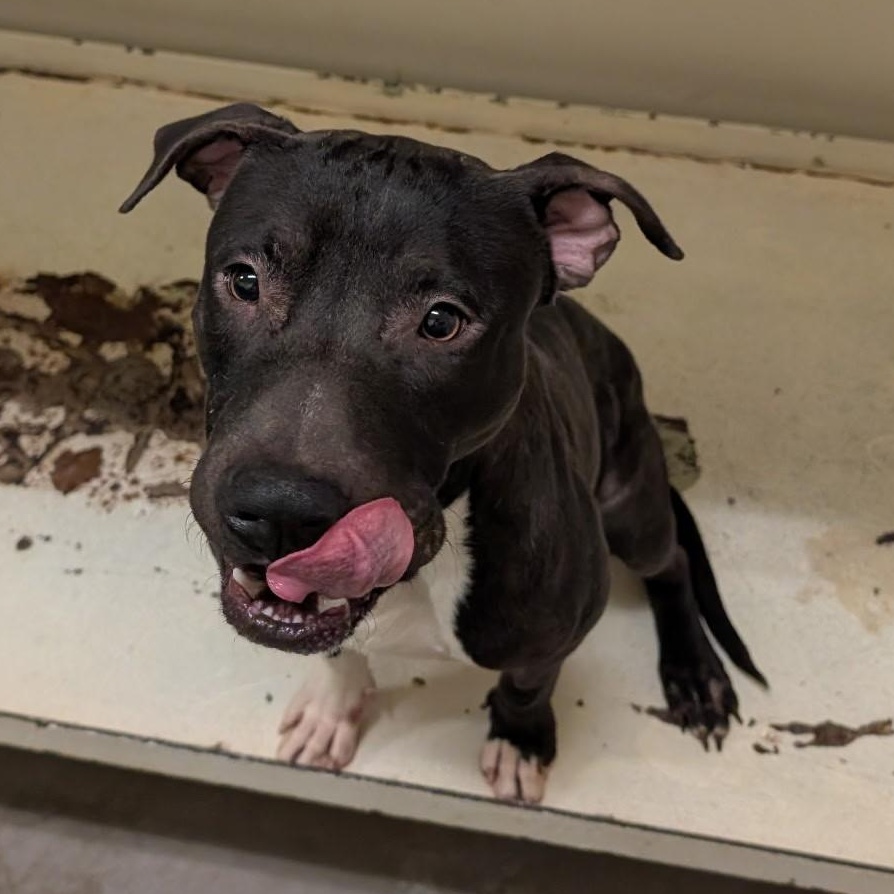 4137 Jookiba, a Adoptable Pit Bull Terrier in Phoenix, AZ image 1/2