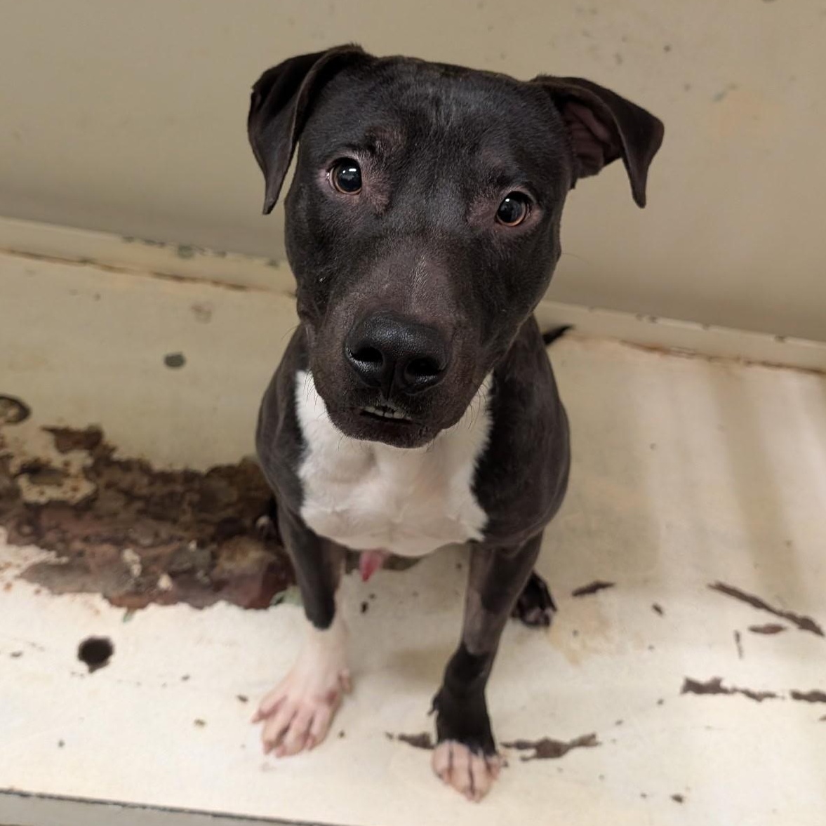 4137 Jookiba, a Adoptable Pit Bull Terrier in Phoenix, AZ image 2/2