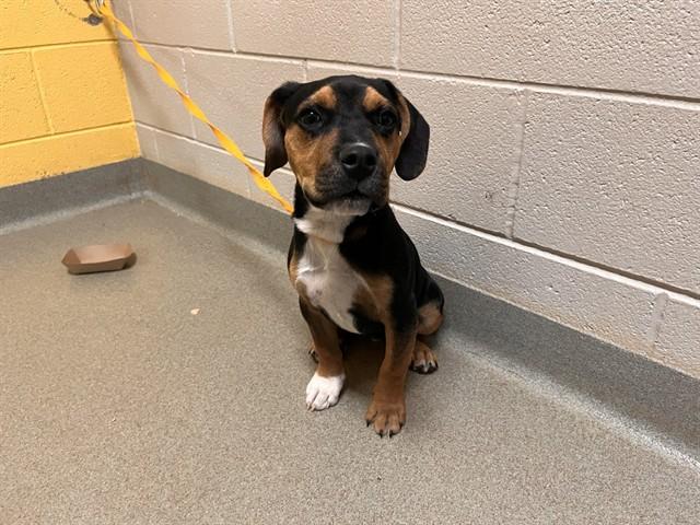 Enlarge BIN-G, a Adoptable mixed breed in Colorado Springs, CO image 1/1