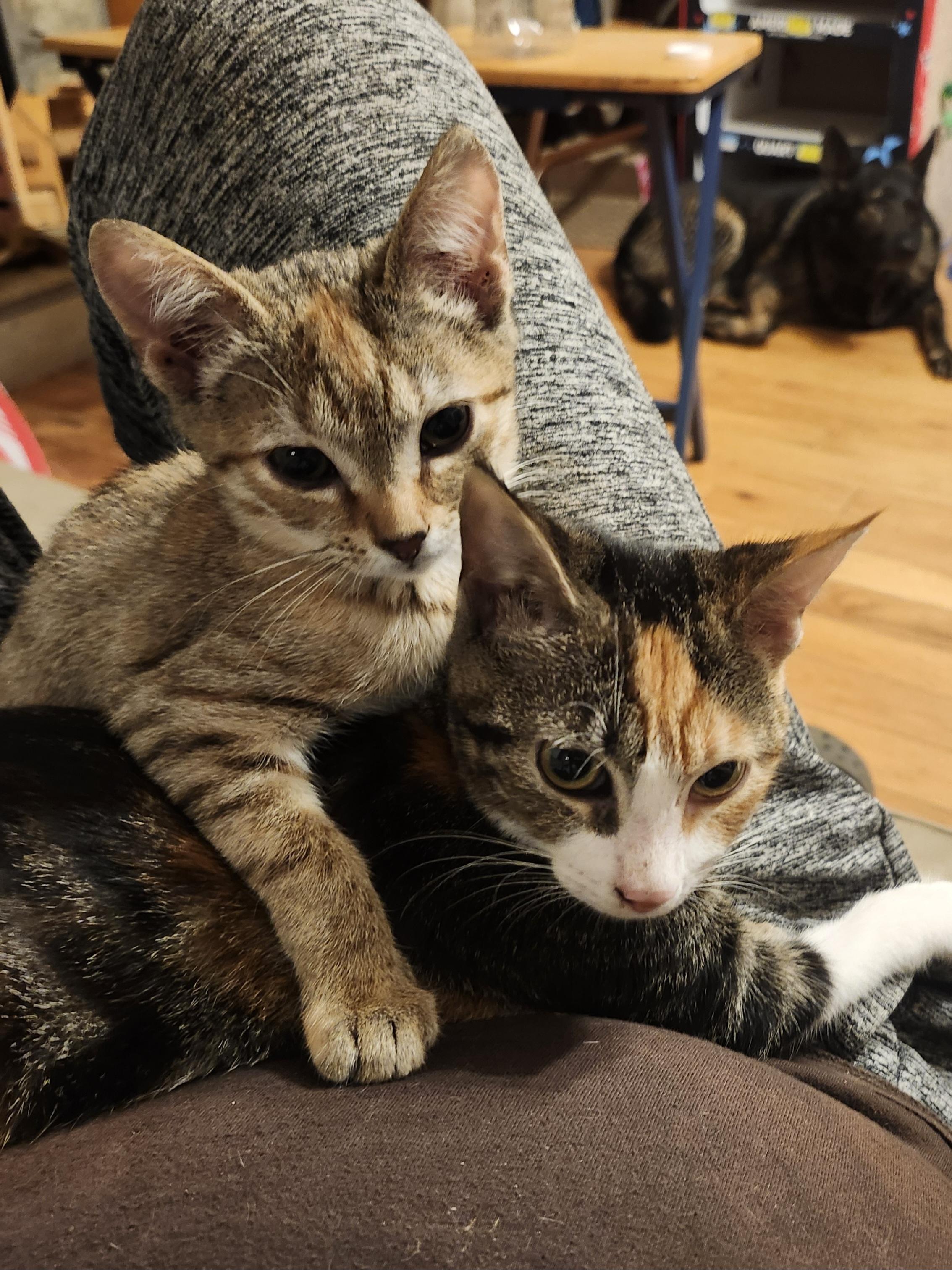 Mina, Adoptable, Young Female Domestic Short Hair.
