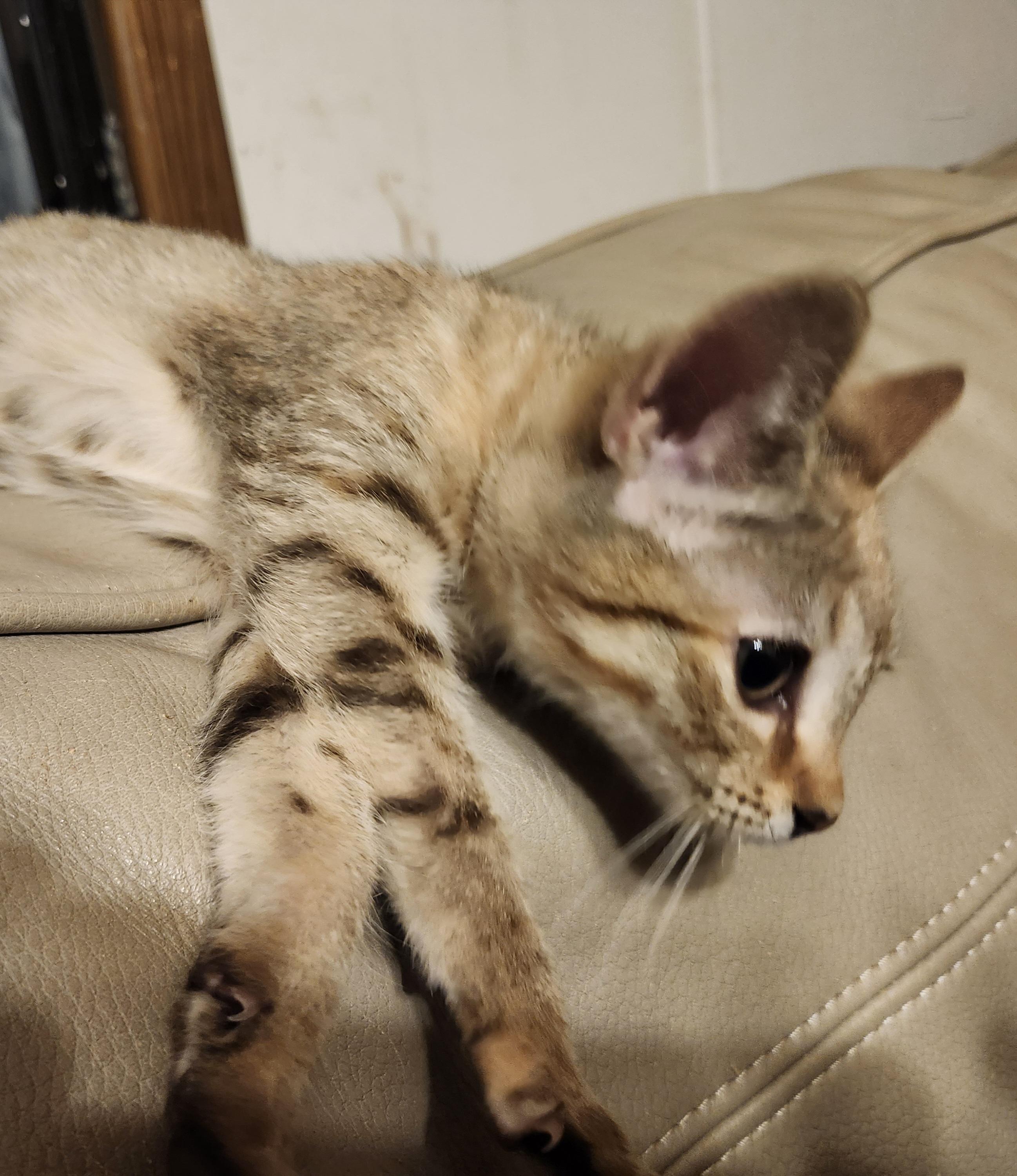 Enlarge Mina, a Adoptable Domestic Short Hair in Morganton, NC image 4/6