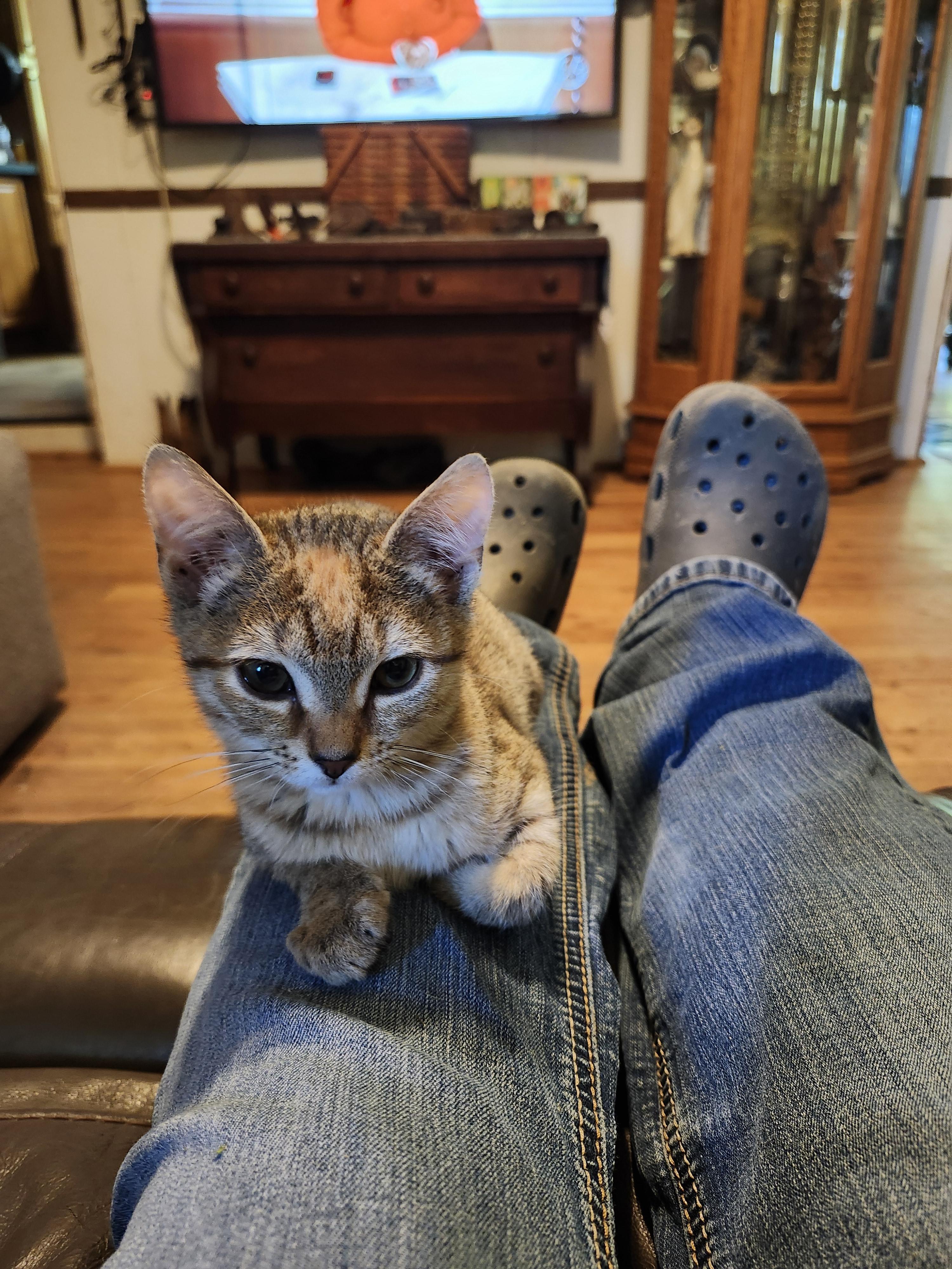 Enlarge Mina, a Adoptable Domestic Short Hair in Morganton, NC image 3/6