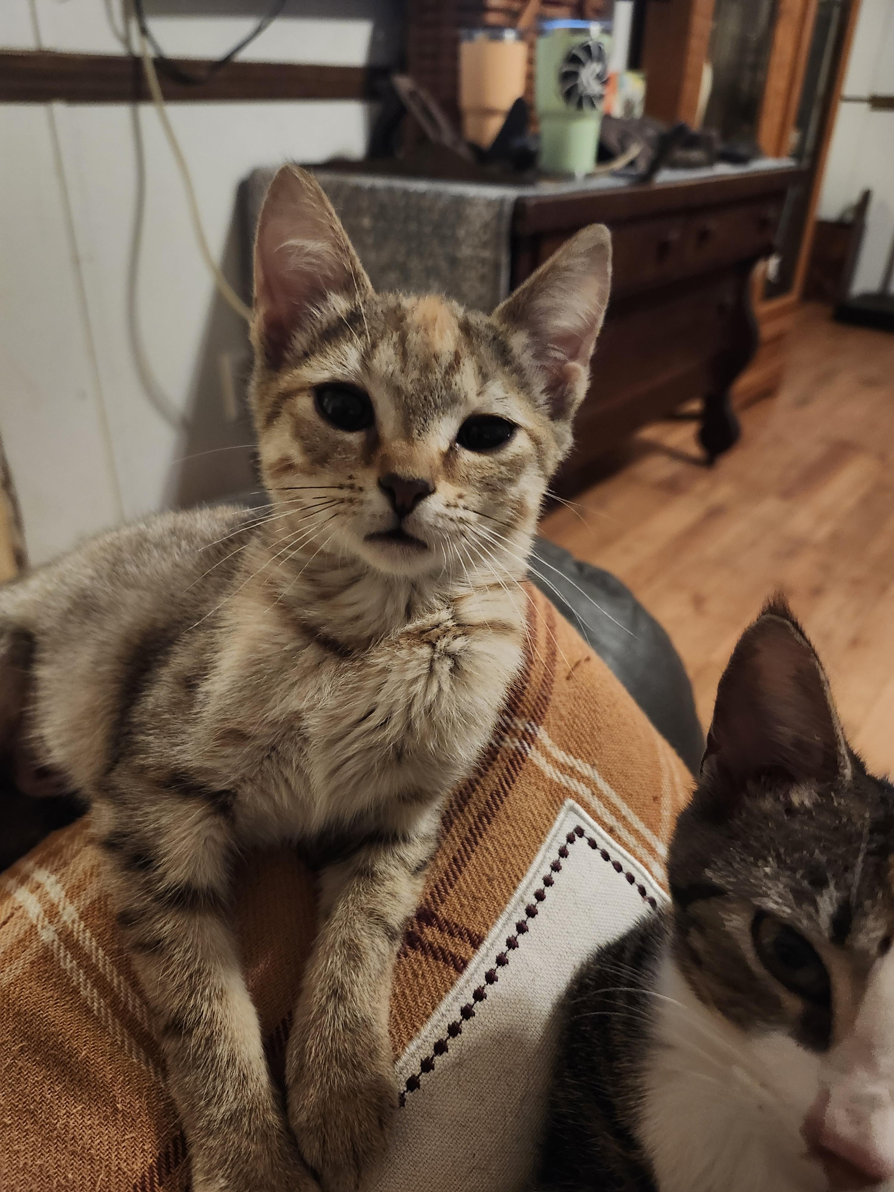 Enlarge Mina, a Adoptable Domestic Short Hair in Morganton, NC image 5/6