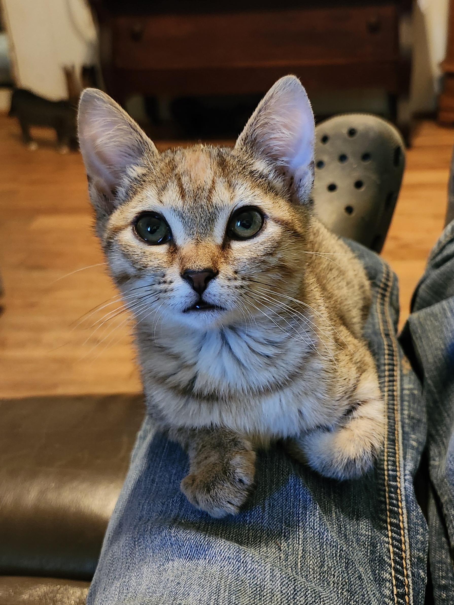 Enlarge Mina, a Adoptable Domestic Short Hair in Morganton, NC image 2/6