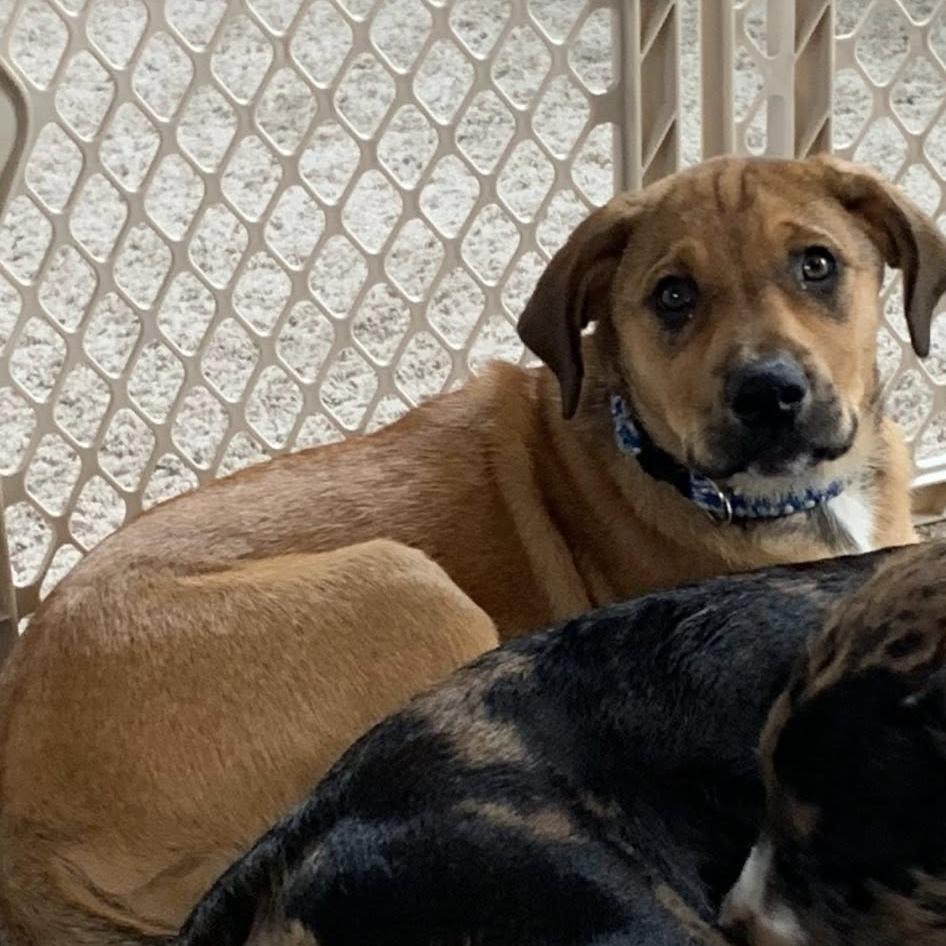 Magnolia, a Adoptable mixed breed in Joliet, IL image 1/4