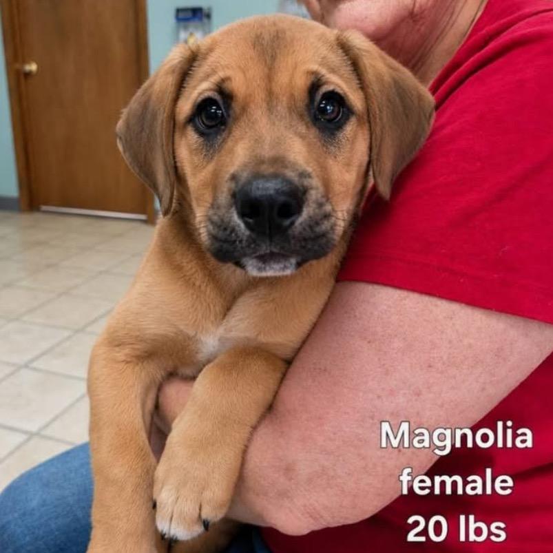 Magnolia, a Adoptable mixed breed in Joliet, IL image 2/4