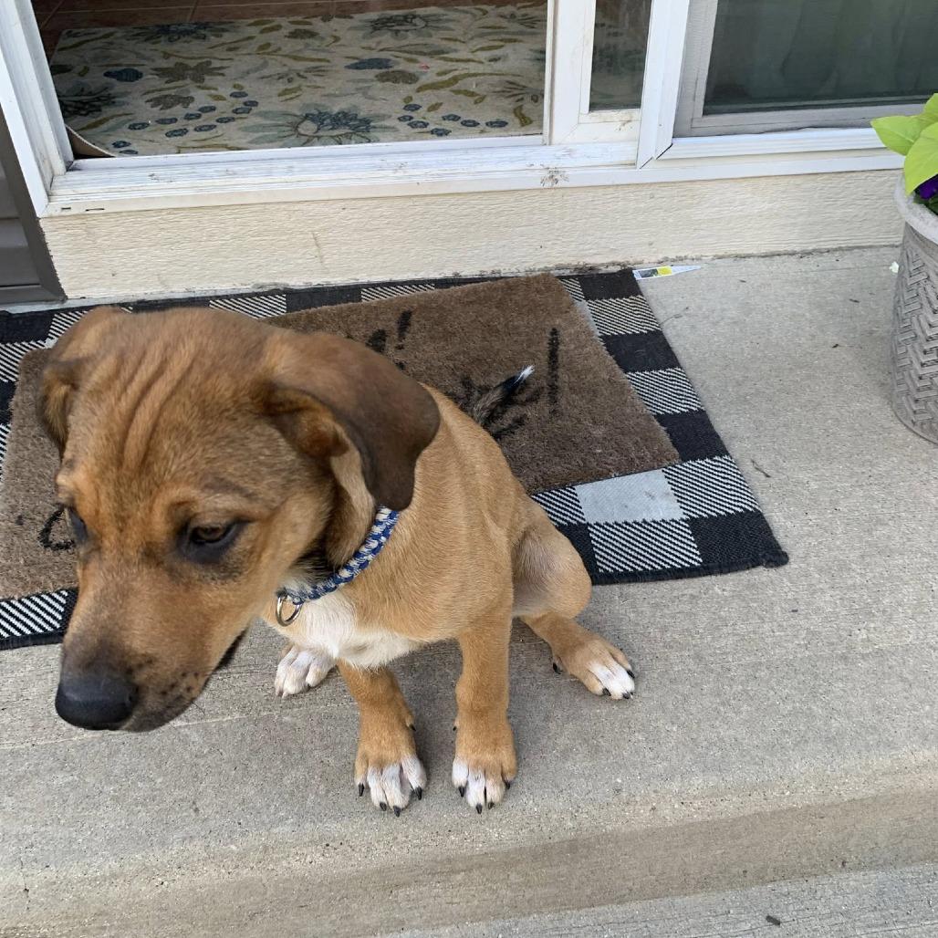 Magnolia, a Adoptable mixed breed in Joliet, IL image 3/4