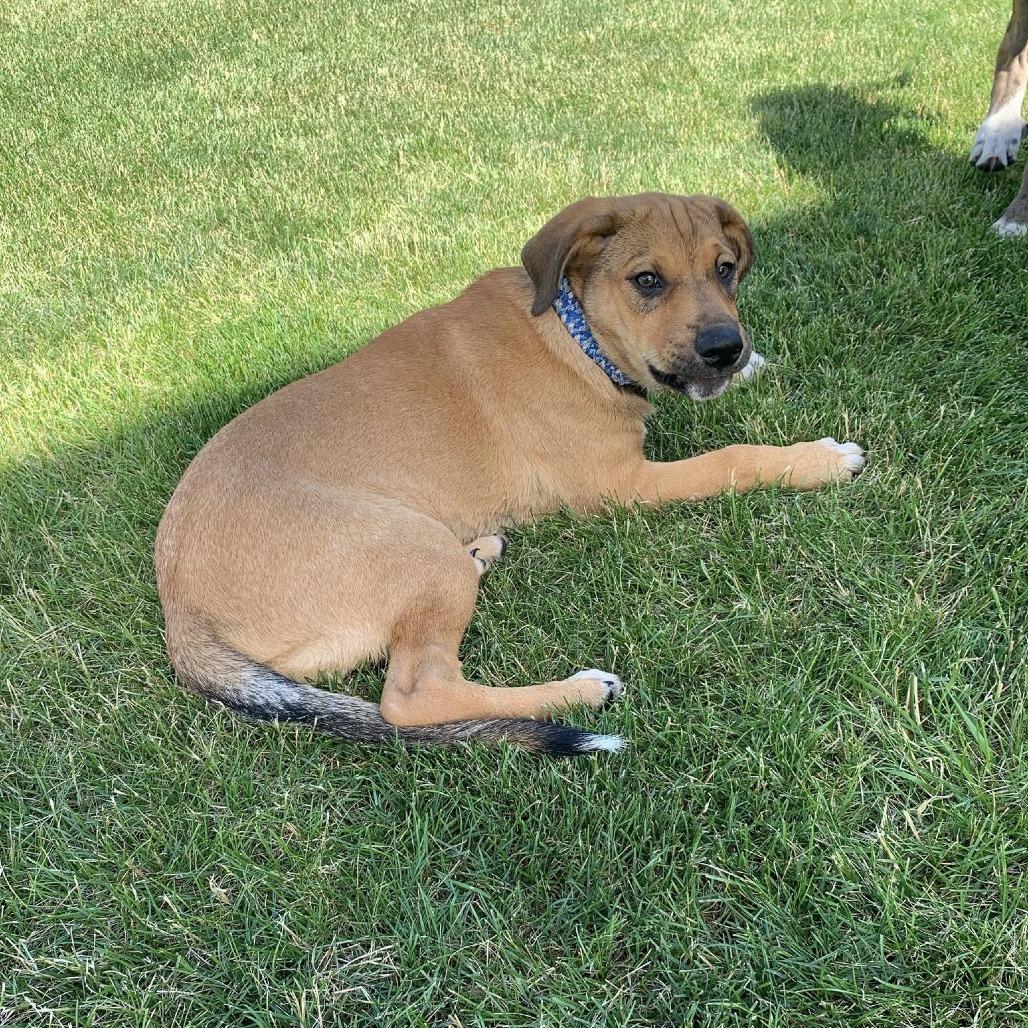 Magnolia, a Adoptable mixed breed in Joliet, IL image 4/4