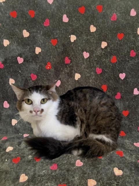 Enlarge ROSIE, a Adoptable Domestic Short Hair in Castaic, CA image 1/1