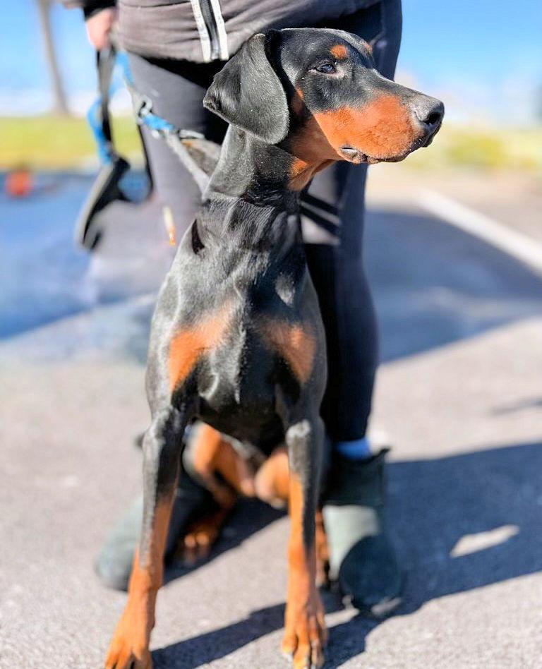 Ruby, Adoptable, Young Female Doberman Pinscher.