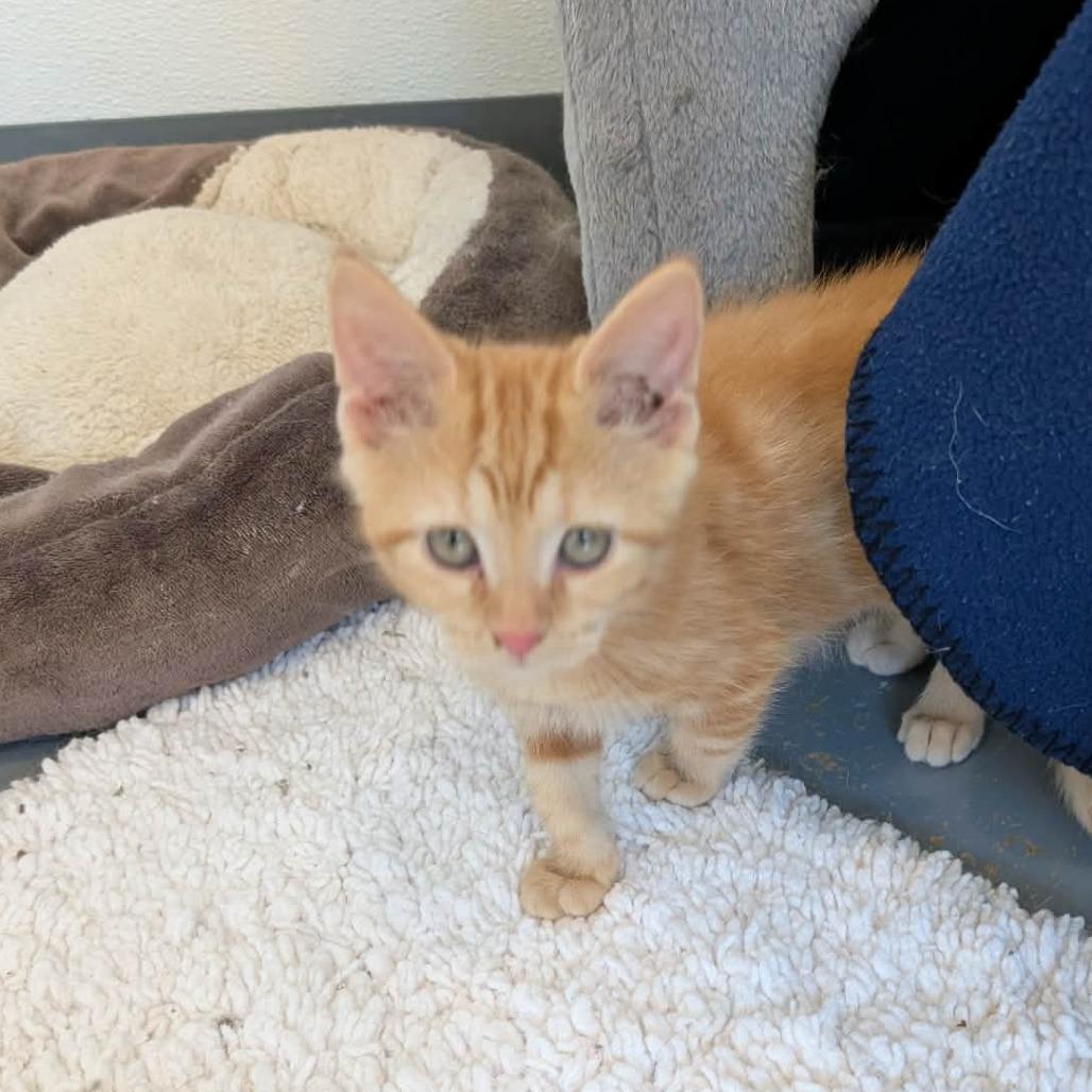 C26-039 Snack, Adoptable, Kitten Male Domestic Short Hair.