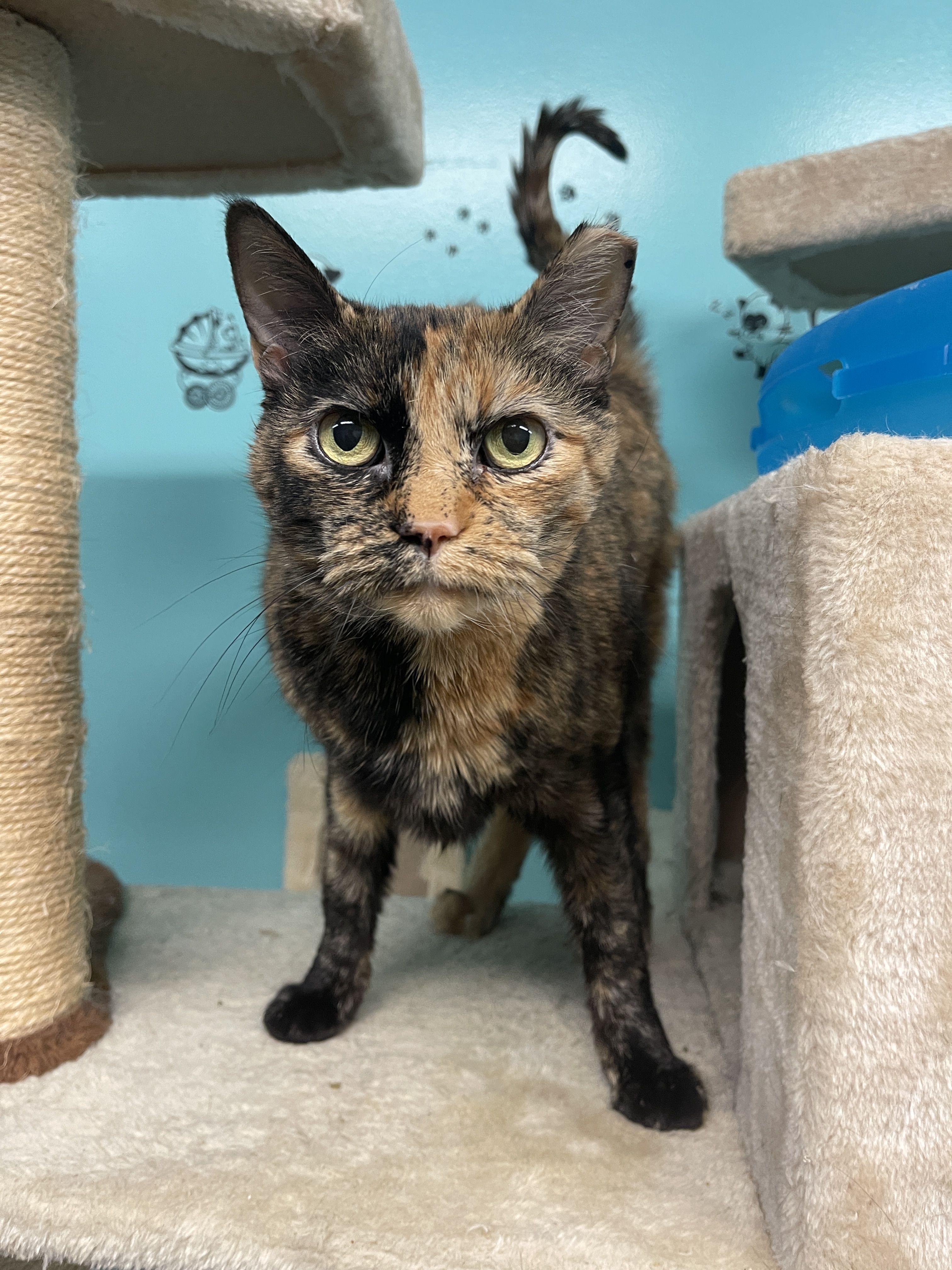 Cider, ADOPTABLE, Adult Female Domestic Short Hair.