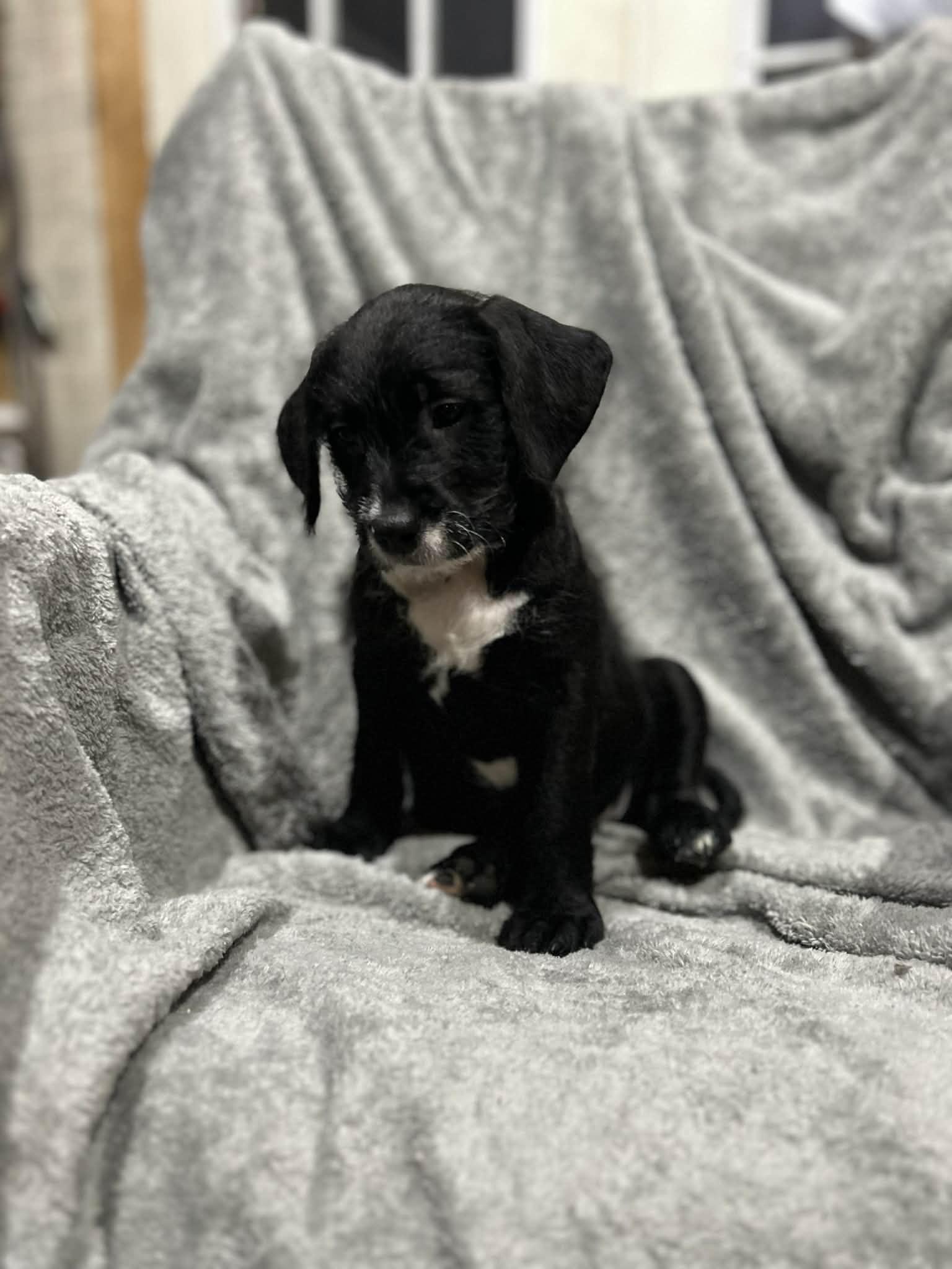 Lil Annie (courtesy listing), a ADOPTABLE mixed breed in Albany, NY image 1/3