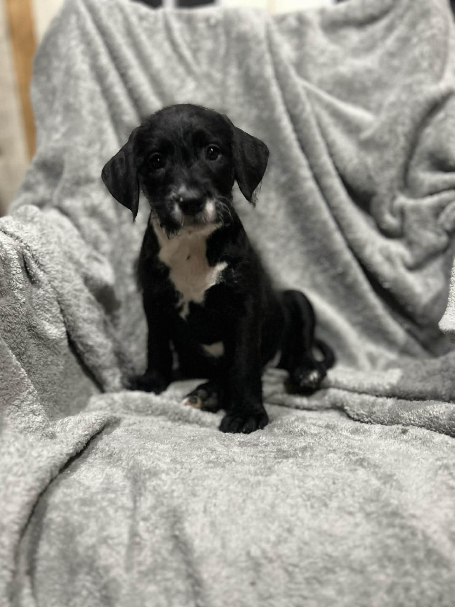 Lil Annie (courtesy listing), a ADOPTABLE mixed breed in Albany, NY image 2/3