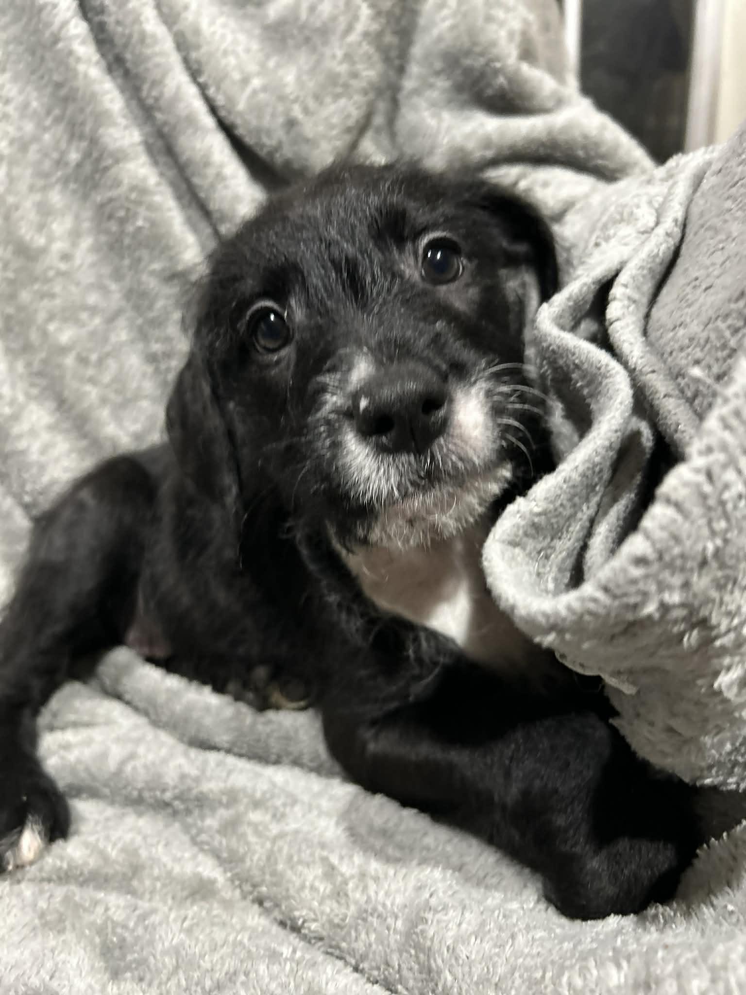 Lil Annie (courtesy listing), adopted, Puppy Female Pit Bull Terrier & Labradoodle.