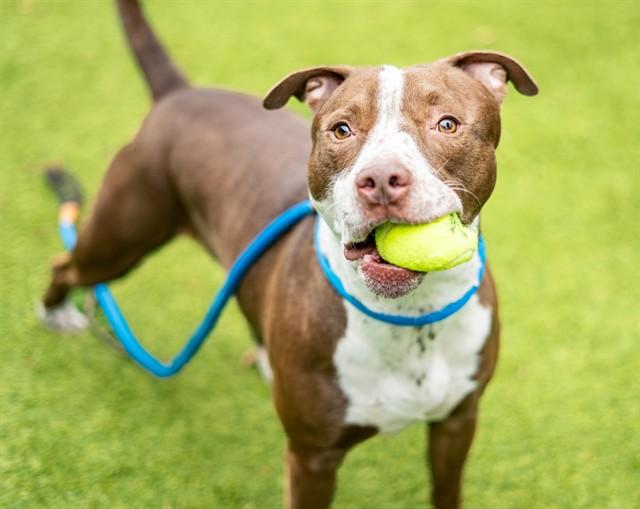 Enlarge DEEVO, a Adoptable mixed breed in San Jose, CA image 1/1