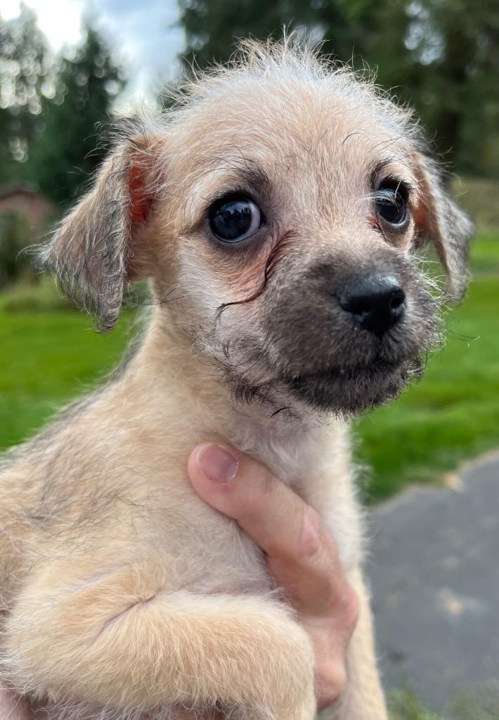 Diamond Lawson, Adoptable, Puppy Male Border Terrier & Wirehaired Terrier.