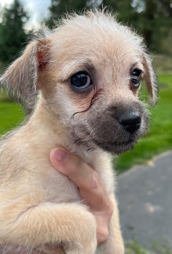 Enlarge Diamond Lawson, a Adoptable mixed breed in Thompson Falls, MT image 2/3