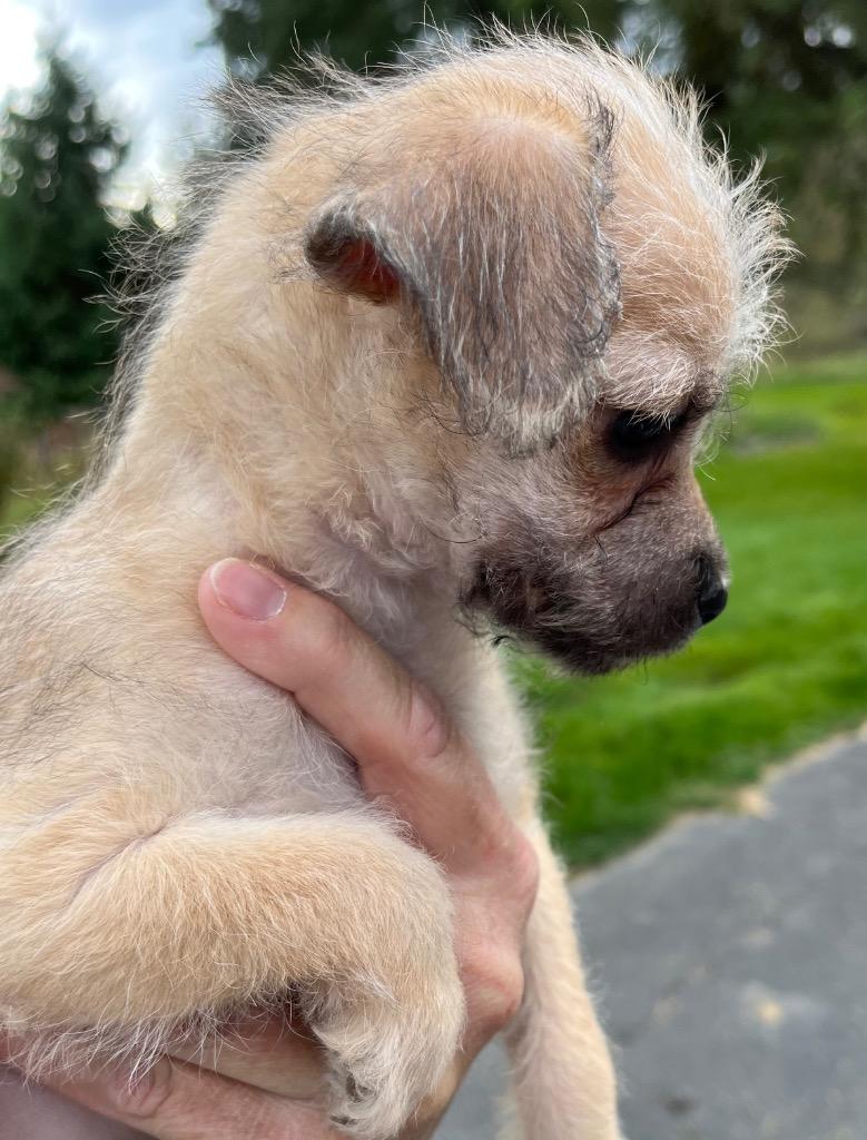 Enlarge Diamond Lawson, a Adoptable mixed breed in Thompson Falls, MT image 3/3