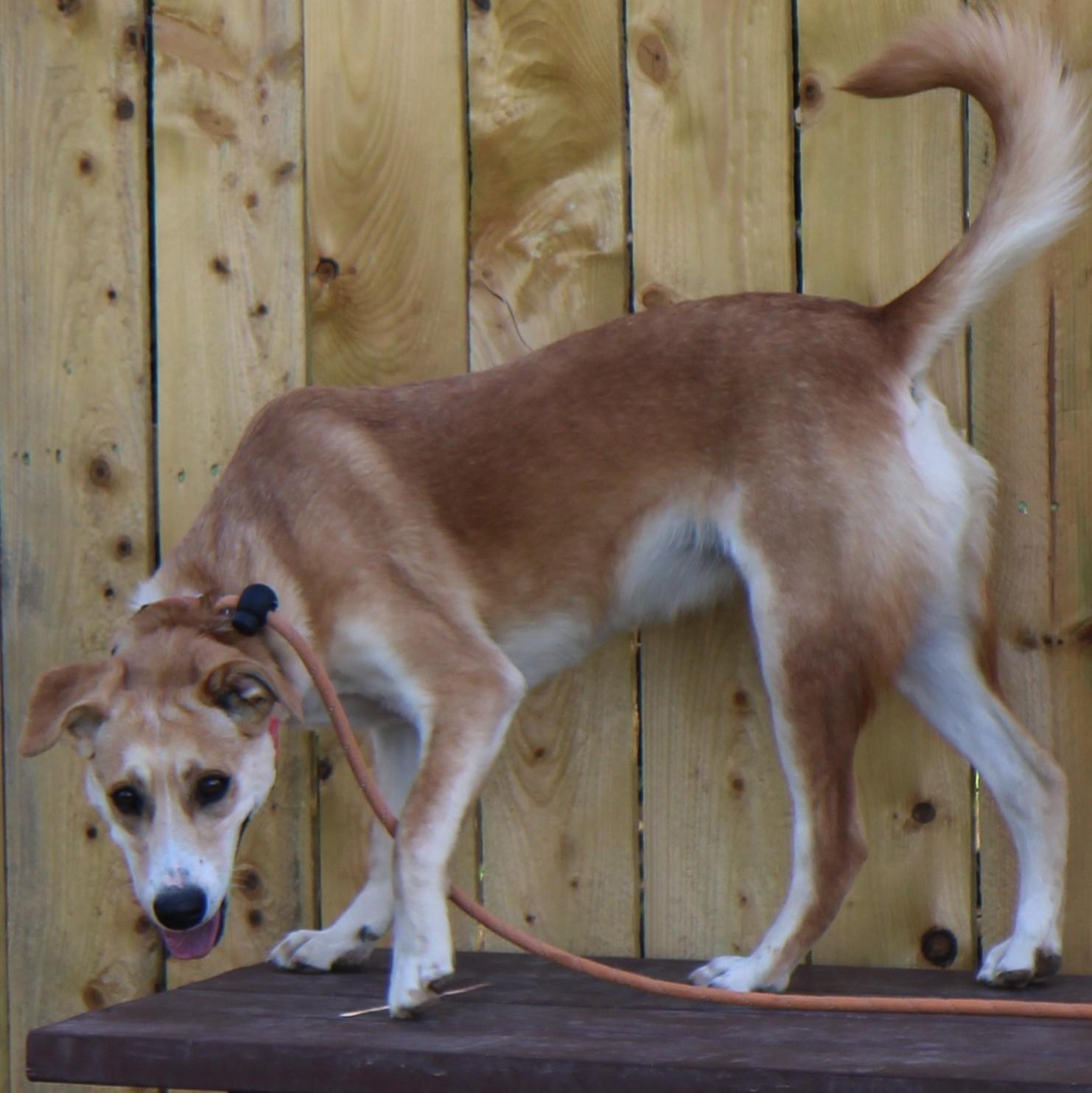 Poppy, a Adoptable Mixed Breed image 1/4