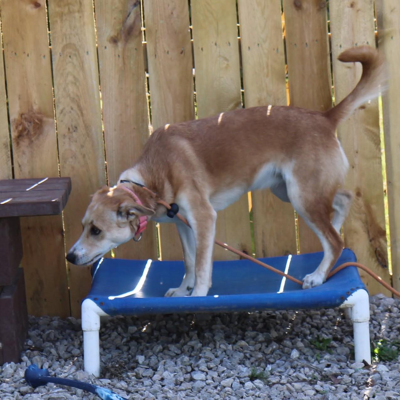 Poppy, a Adoptable Mixed Breed image 2/4