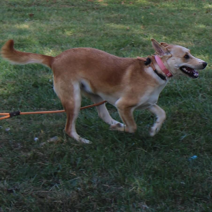 Poppy, a Adoptable Mixed Breed image 3/4