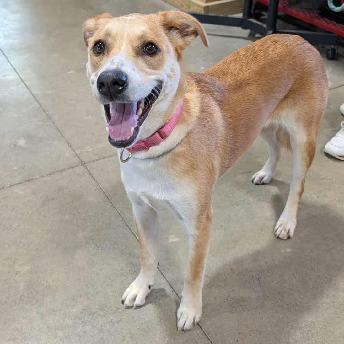 Poppy, a Adoptable Mixed Breed image 4/4