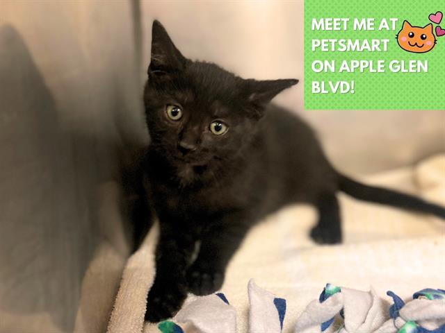 Enlarge FROSTED FLAKES, a Adoptable Domestic Short Hair in Fort Wayne, IN image 1/1