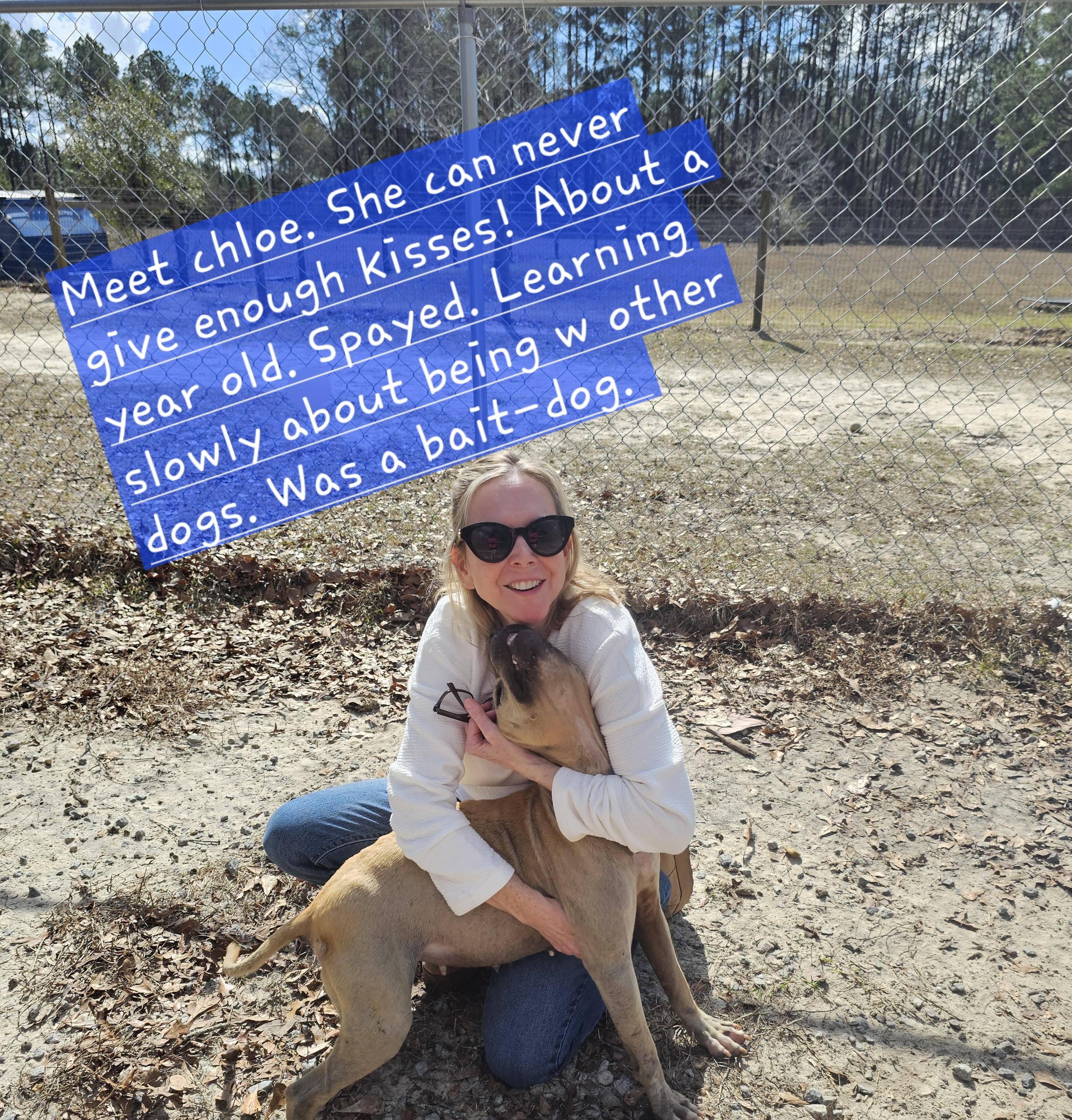 Chloe, ADOPTABLE, Young Female Mixed Breed.