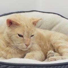 Leo--Senior Guy Comes With Vet Care Support for Life, Senior Male unknown